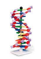 Современная модель ДНК miniDNA™ (12 слоев) / 1005298 / W19763