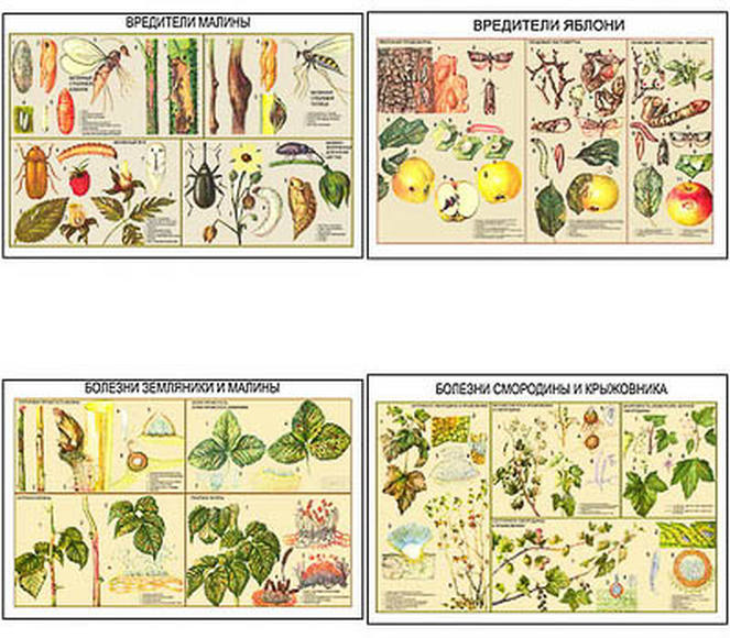 Плакаты ПРОФТЕХ "Вредители и болезни плодово-ягодных культур" (11 пл, винил, 70х100)