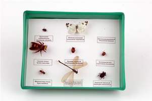 Коллекция Представители отряда насекомых