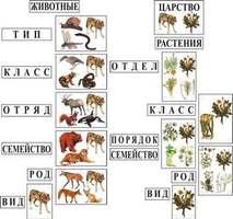 Модель-аппликация Классификация растений и животных