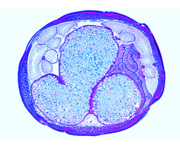 Эмбриология лошадиной аскариды (Ascaris megalocephala) / 1013479 / W13458