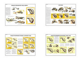Плакаты ПРОФТЕХ "Акушерская помощь коровам при патологических отелах" (4 пл, винил, 70х100)