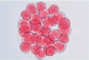 Эмбриология морского ежа (Psammechinus miliaris) – слайды с надписями на английском языке / 1003984 