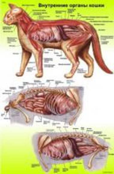 Селезенка у котов. Анатомия кота внутренние органы атлас. Строение брюшной полости кота. Анатомия брюшной полости кошки. Строение кошки органы анатомия.