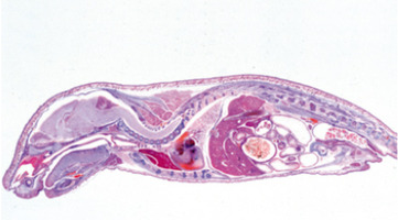 Эмбриология свиньи (Sus scrofa) – слайды с надписями на английском языке / 1003987 / W13058