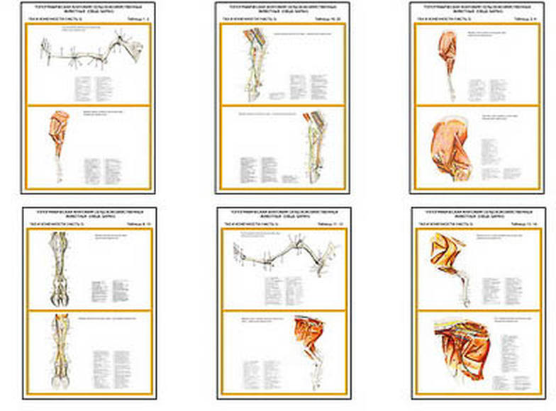 Плакаты ПРОФТЕХ "Топограф. анатомия. Овца, баран. Таз и конеч." (10 пл, винил, 70х100)