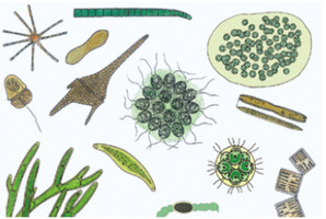 Микроскопическая жизнь в воде, часть II – слайды с надписями на английском языке / 1004267 / W13442