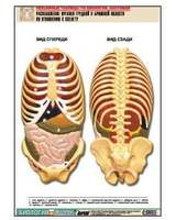 Рельефная таблица "Расположение органов грудной и брюшной полостей по отношению к скелету"(А1, лам.)