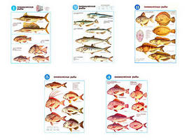 Плакаты ПРОФТЕХ "Океанические рыбы" (5 пл, винил, 70х100)