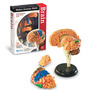 LER3335 Развивающая игрушка "Анатомия человека. Мозг"  (31 элемент)