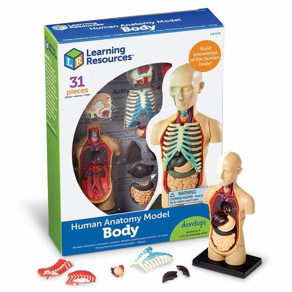 LER3336 Развивающая игрушка "Анатомия человека. Тело"  (31 элемент)