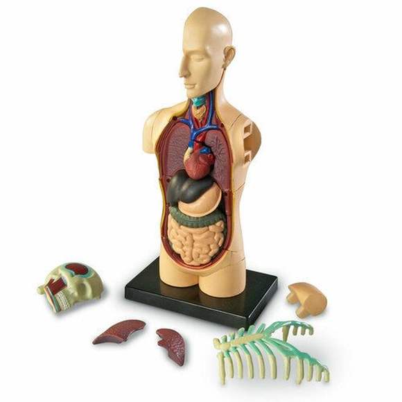 LER3336 Развивающая игрушка "Анатомия человека. Тело"  (31 элемент)