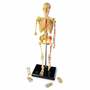 LER3337 Развивающая игрушка "Анатомия человека. Скелет"  (41 элемент)