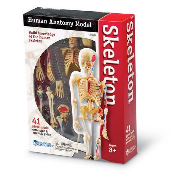 LER3337 Развивающая игрушка "Анатомия человека. Скелет"  (41 элемент)