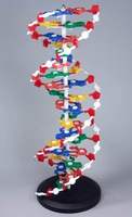 Модель "Структура ДНК"