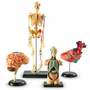 LER3338 Развивающая игрушка "Анатомия человека"  (Мозг, Сердце, Тело, Скелет. 132 элемента)