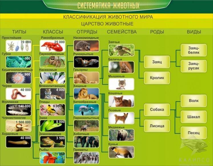 Стенд для кабинета биологии и экологии "Систематика животных", 0,9x0,7 м, без карманов