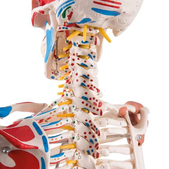 Скелет человека с мышцами