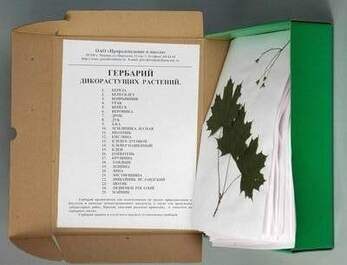 Гербарий "Дикорастущие растения" (28 видов) формат А-3