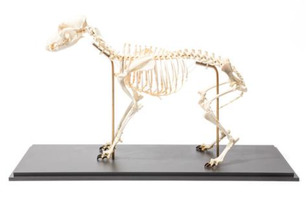 Препарат «Скелет собаки (Canis lupus familiaris)», размер M, гибко собранный / 1020990 / T300401M