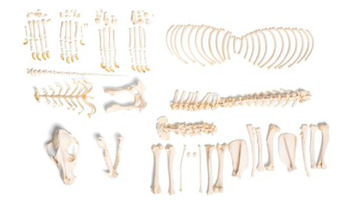 Препарат «Скелет собаки (Canis lupus familiaris)», размер M, разобранный / 1020992 / T300091MU