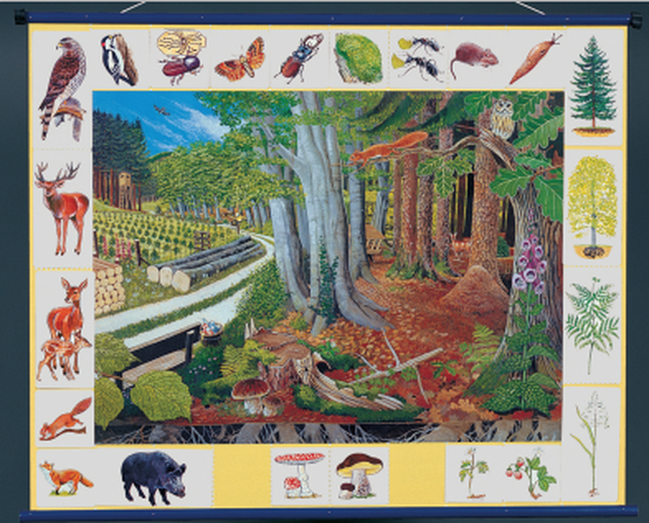 Плакат магнитный "Природное сообщество леса" с методическими рекомендациями