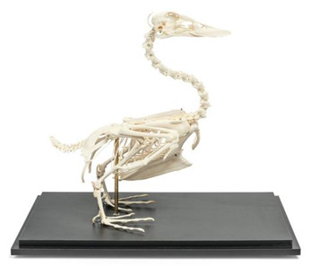Препарат «Скелет утки (Anas platyrhynchos domestica)» / 1020979 / T300351