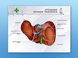 Стенд "Строение печени человека" (Станция "Медицина")