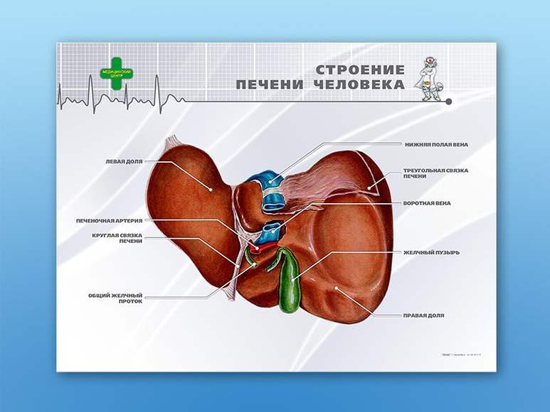 Стенд "Строение печени человека" (Станция "Медицина")