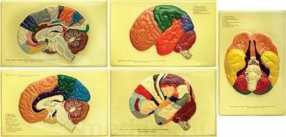 Доли, извилины, цитоархитектонические поля головного мозга (5 планшетов, 66х42 см)