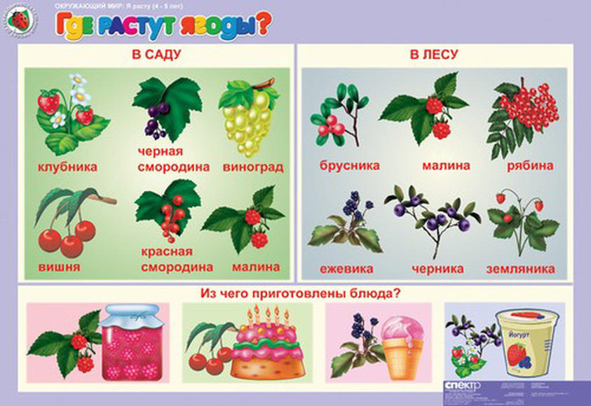 Презентация для дошкольников лесные и садовые ягоды