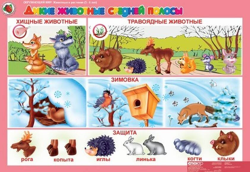 Комплект таблиц Окружающий мир 5-6 лет. Животные и растения 12 шт