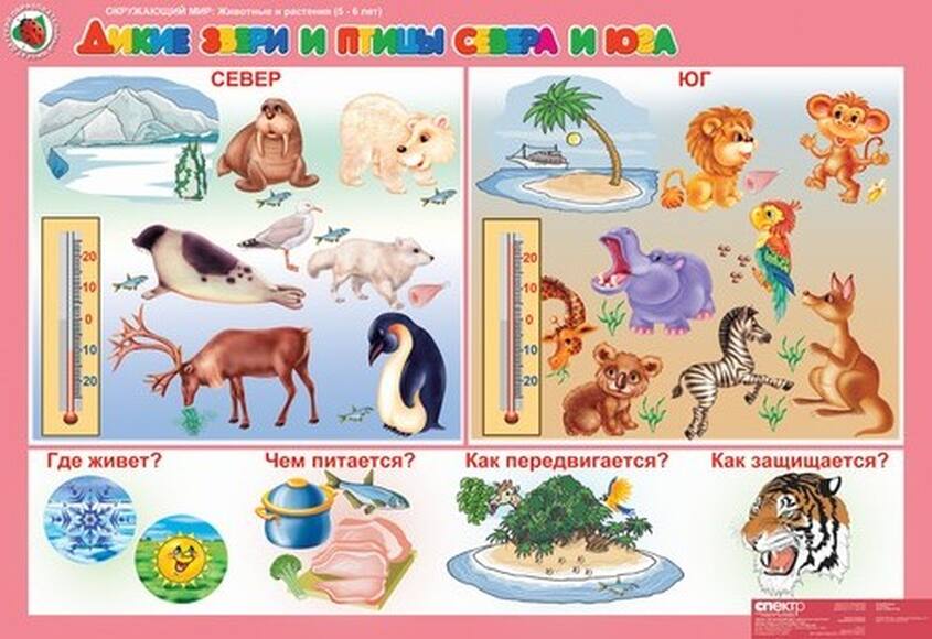 Комплект таблиц Окружающий мир 5-6 лет. Животные и растения 12 шт