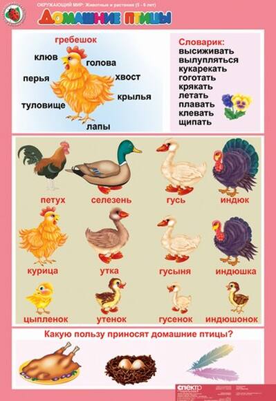 Комплект таблиц Окружающий мир 5-6 лет. Животные и растения 12 шт