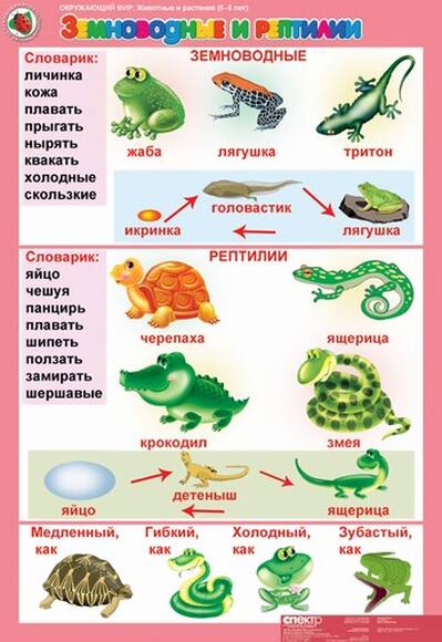 Комплект таблиц Окружающий мир 5-6 лет. Животные и растения 12 шт