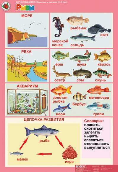 Комплект таблиц Окружающий мир 5-6 лет. Животные и растения 12 шт