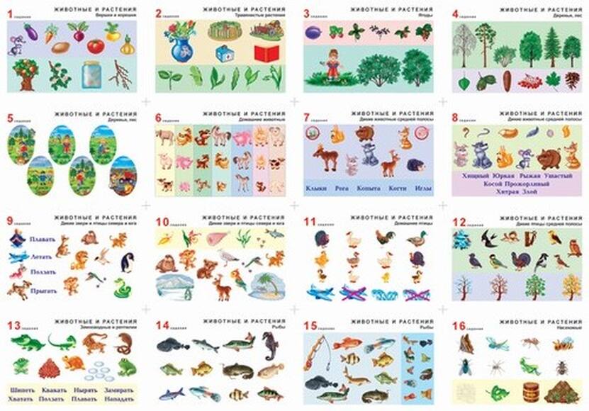 Комплект таблиц Окружающий мир 5-6 лет. Животные и растения 12 шт