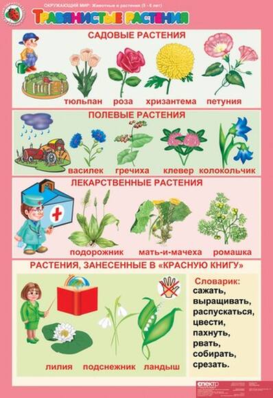 Комплект таблиц Окружающий мир 5-6 лет. Животные и растения 12 шт