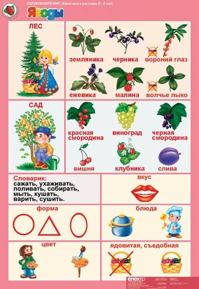 Комплект таблиц Окружающий мир 5-6 лет. Животные и растения 12 шт
