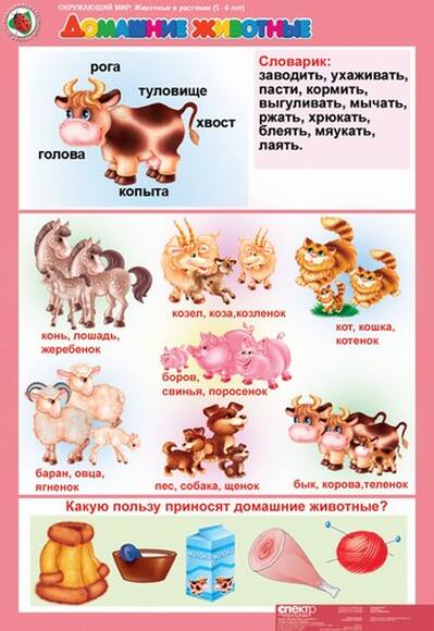 Комплект таблиц Окружающий мир 5-6 лет. Животные и растения 12 шт