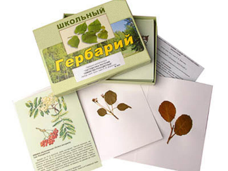 Гербарий "Систематика растений" (28 видов)