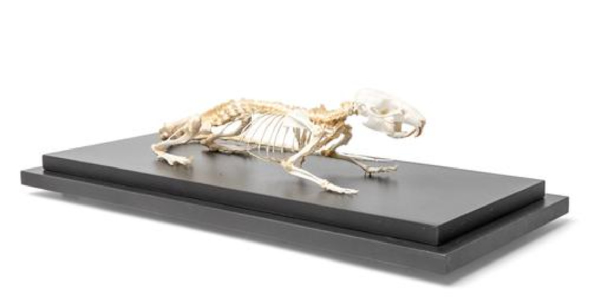 Препарат «Скелет крысы (Rattus rattus)» / 1021036 / T300111