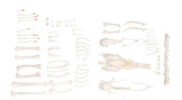 Препарат «Скелет курицы (Gallus gallus)» / 1020967 / T30002U