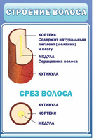 Стенд Структура волос, 0,6x0,9 м, без карманов