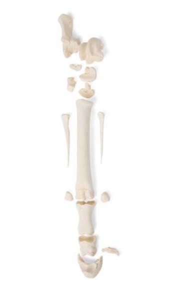 Плюсневые кости млекопитающего / 1021068 / T30069