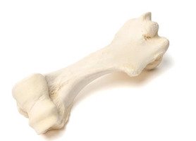 Плечевая кость млекопитающего / 1021066 / T30067