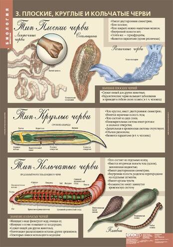 Комплект таблиц. Биология 7 класс. Животные (12 таблиц)