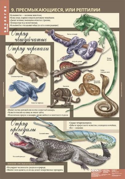 Таблица рептилии и млекопитающие