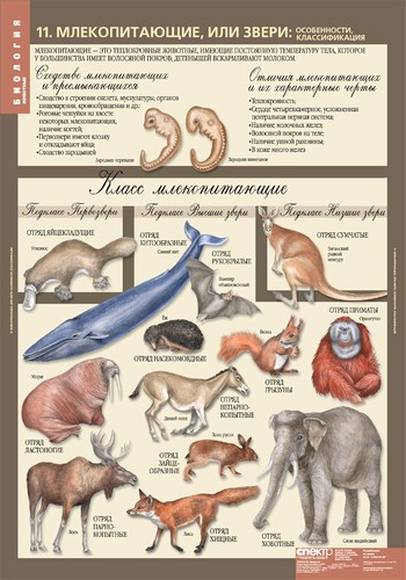 Млекопитающие и другие классы. Классификация млекопитающих 7 класс биология таблица. Классификация млекопитающих 7 класс биология. Систематика млекопитающих 7 класс биология. Класс млекопитающие биология.