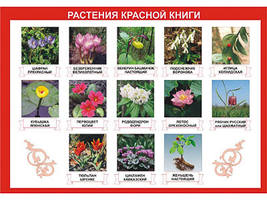 Таблица демонстрационная "Растения Красной книги" (винил 100х140)